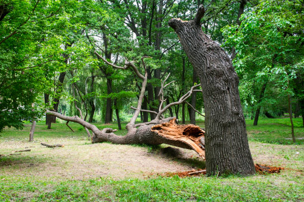 Best Seasonal Cleanup (Spring/Fall)  in Tillmans Corner, AL