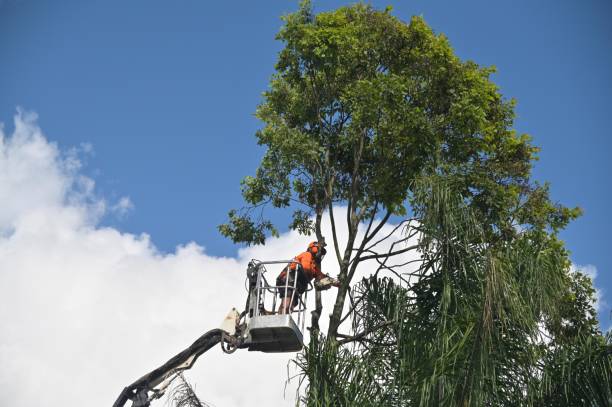 Reliable Tillmans Corner, AL Tree Care Solutions